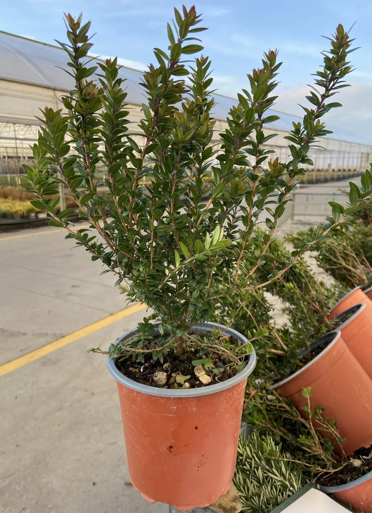 Myrtus communis
