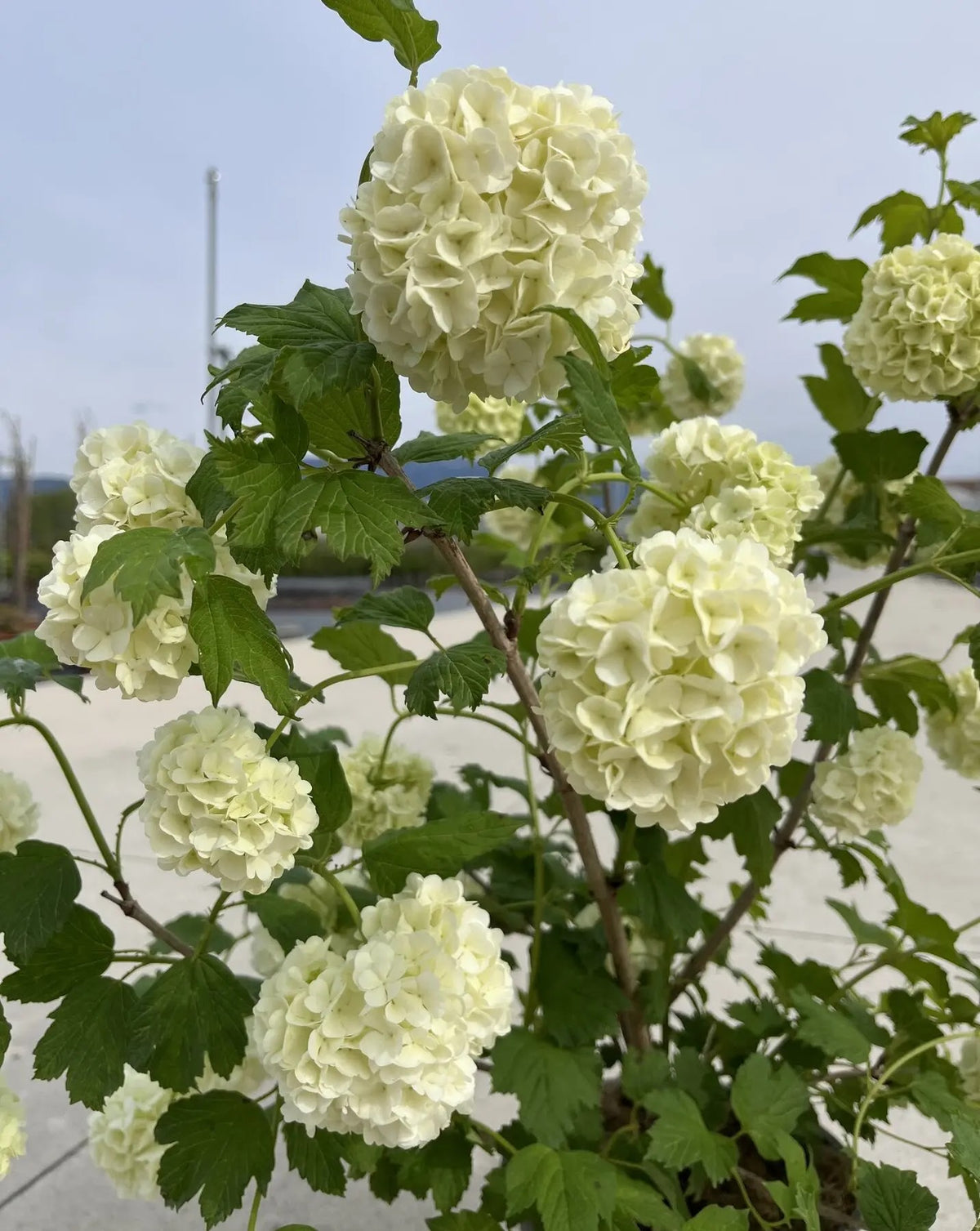 Viburnum opulus Roseum con infiorescenze bianche sferiche in giardino primaverile