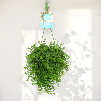 Peperomia 'Isabelle'