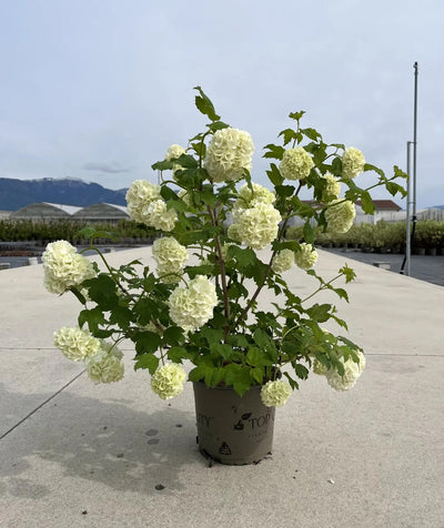 Dettaglio bacche rosse e foglie autunnali colorate di Viburnum opulus