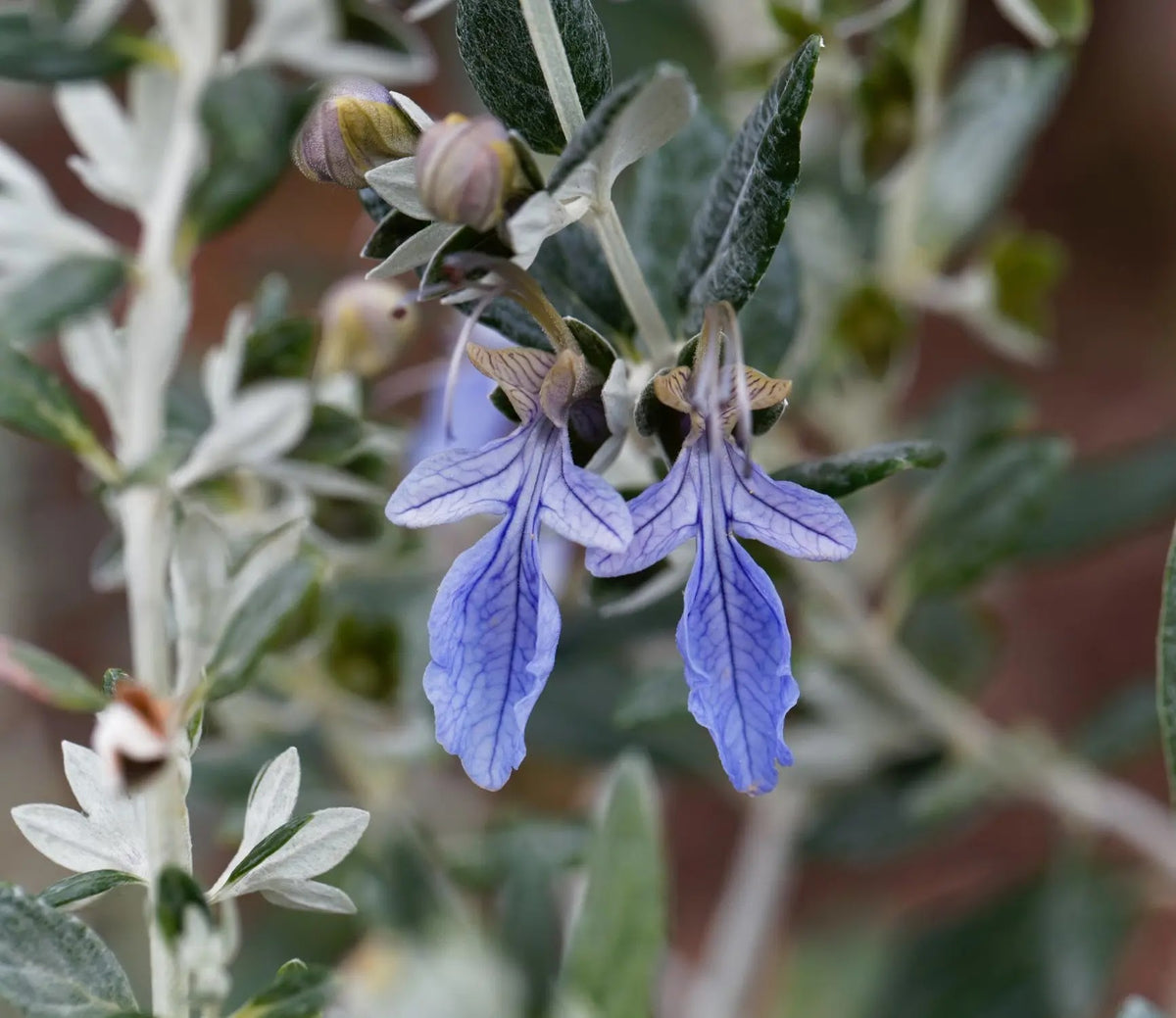 Dettaglio foglie argentate vellutate e fiori azzurri di Teucrium fruticans