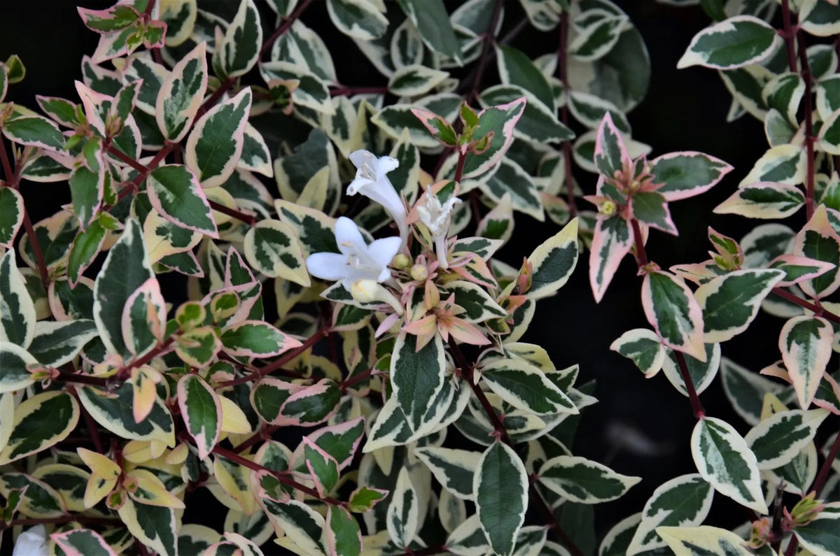 Abelia grandiflora 'Confetti'