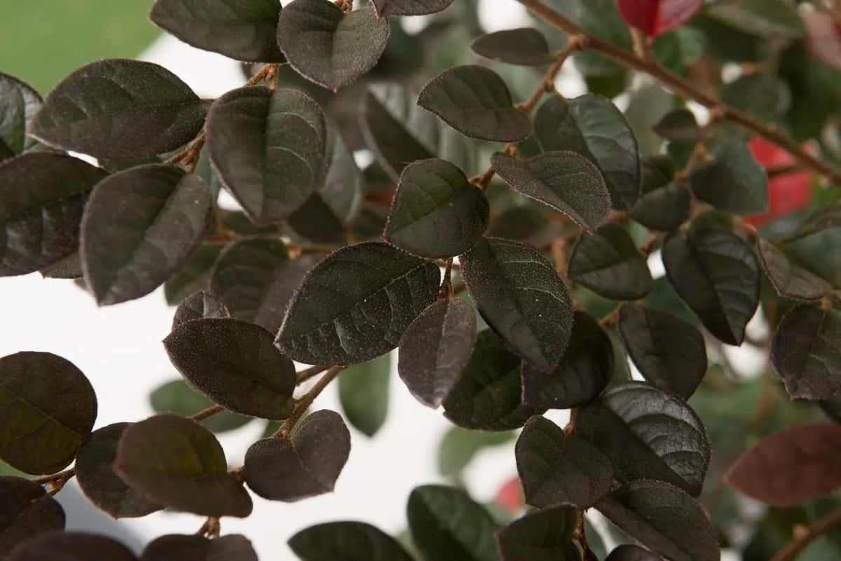 Loropetalum chinense Red Blush, arbusto compatto con foglie viola-porpora in giardino