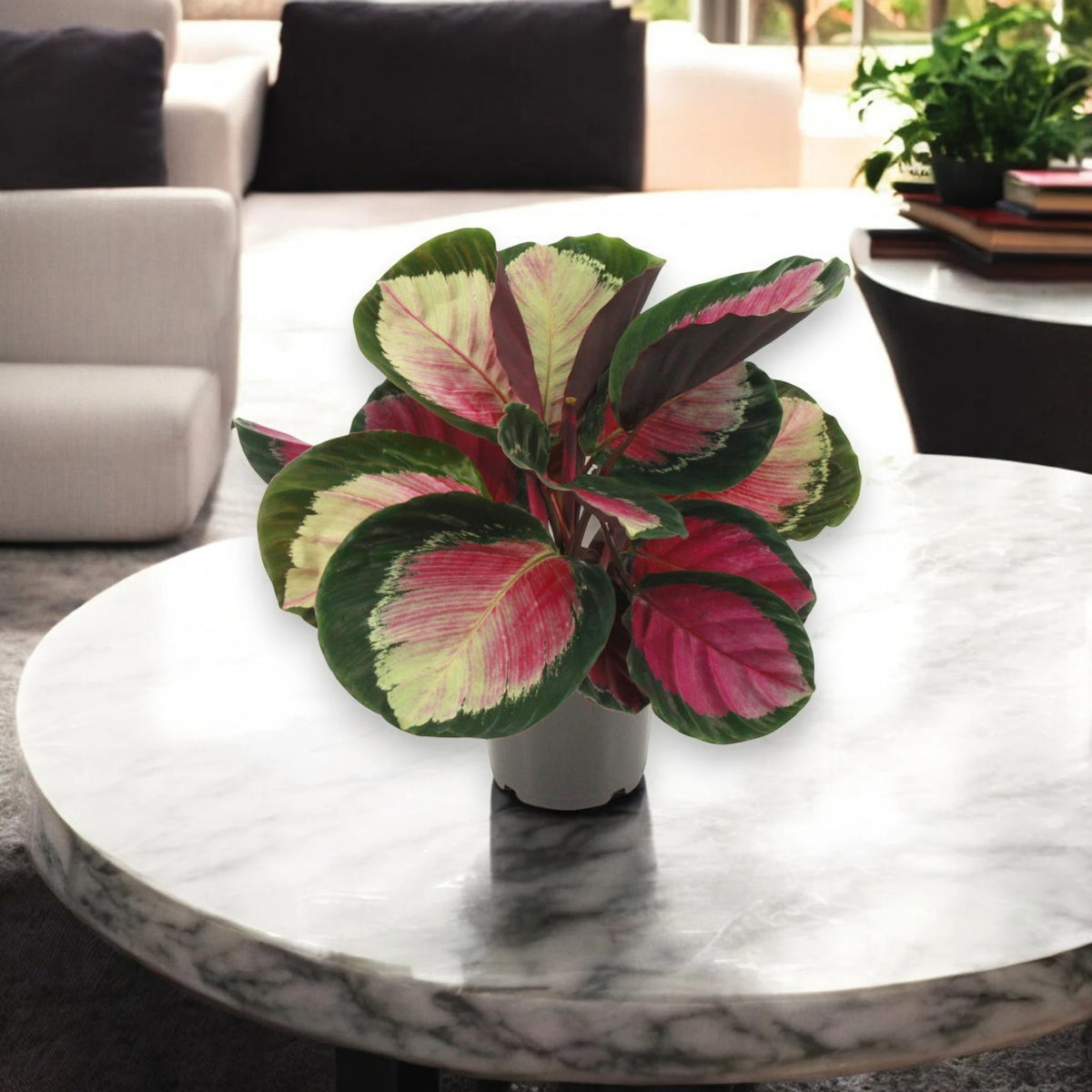 Calathea roseopicta 'Rosy'