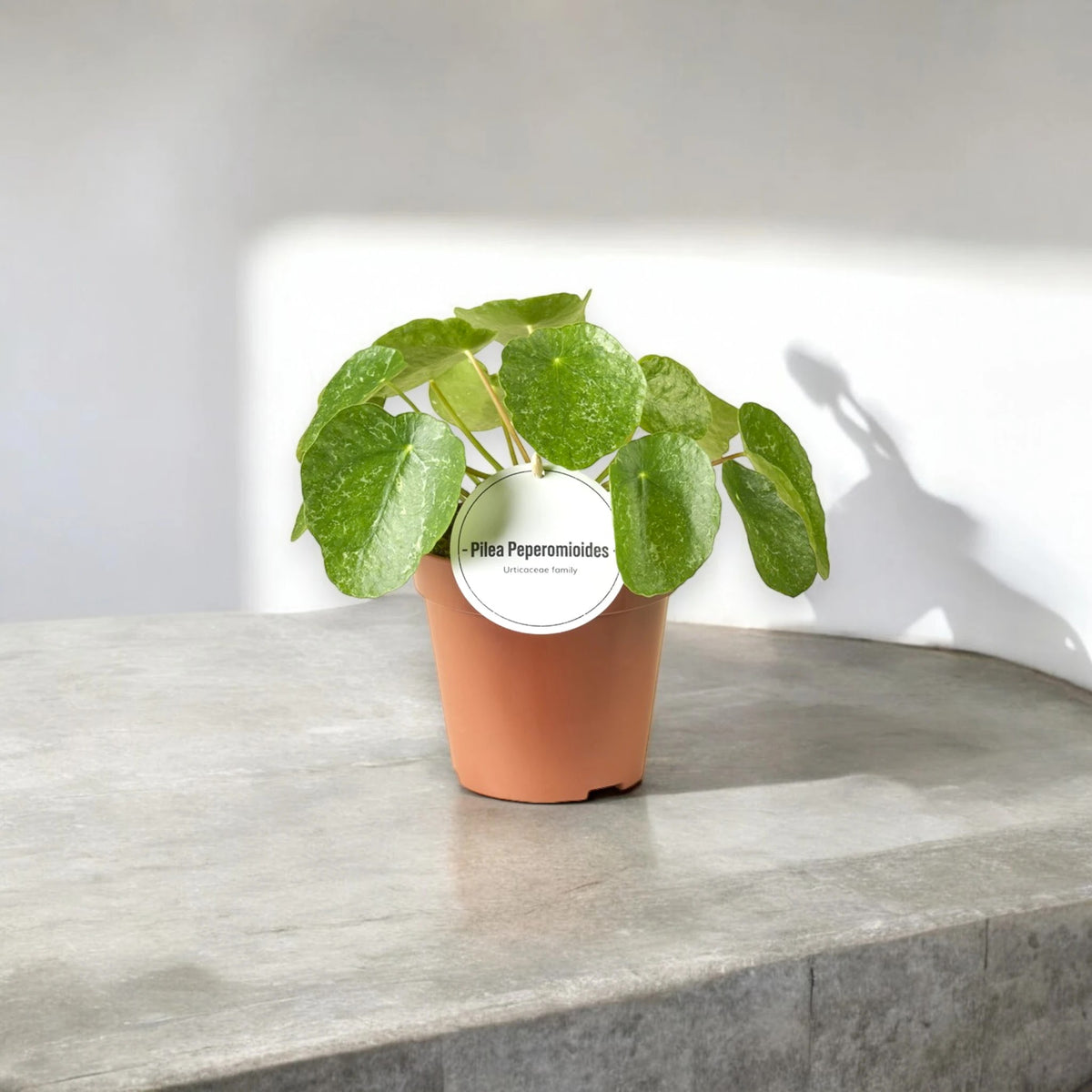 Pilea peperomioides 'Sugar'