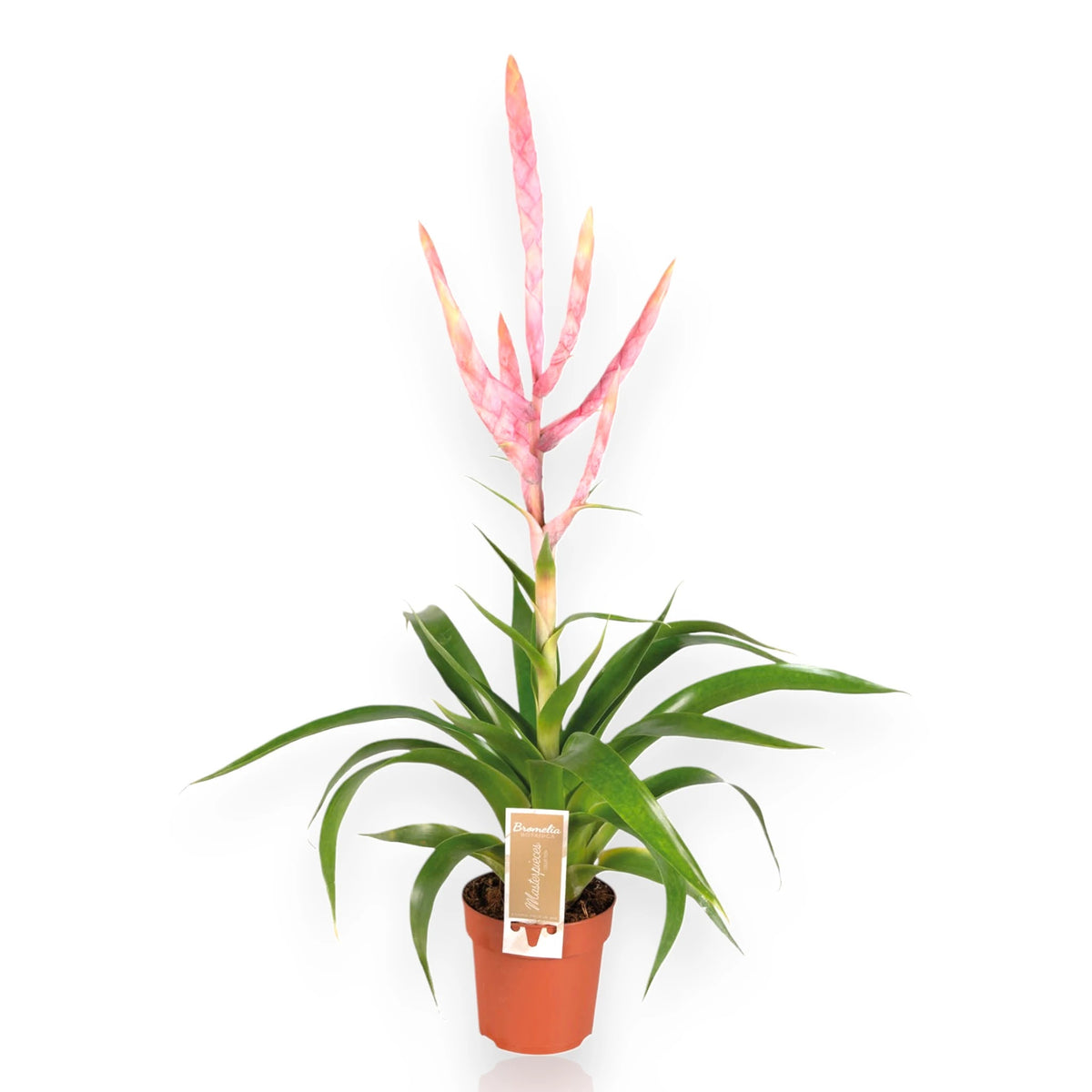 Tillandsia 'Dolce' con foglie grigio-argentee in vaso decorativo da interno