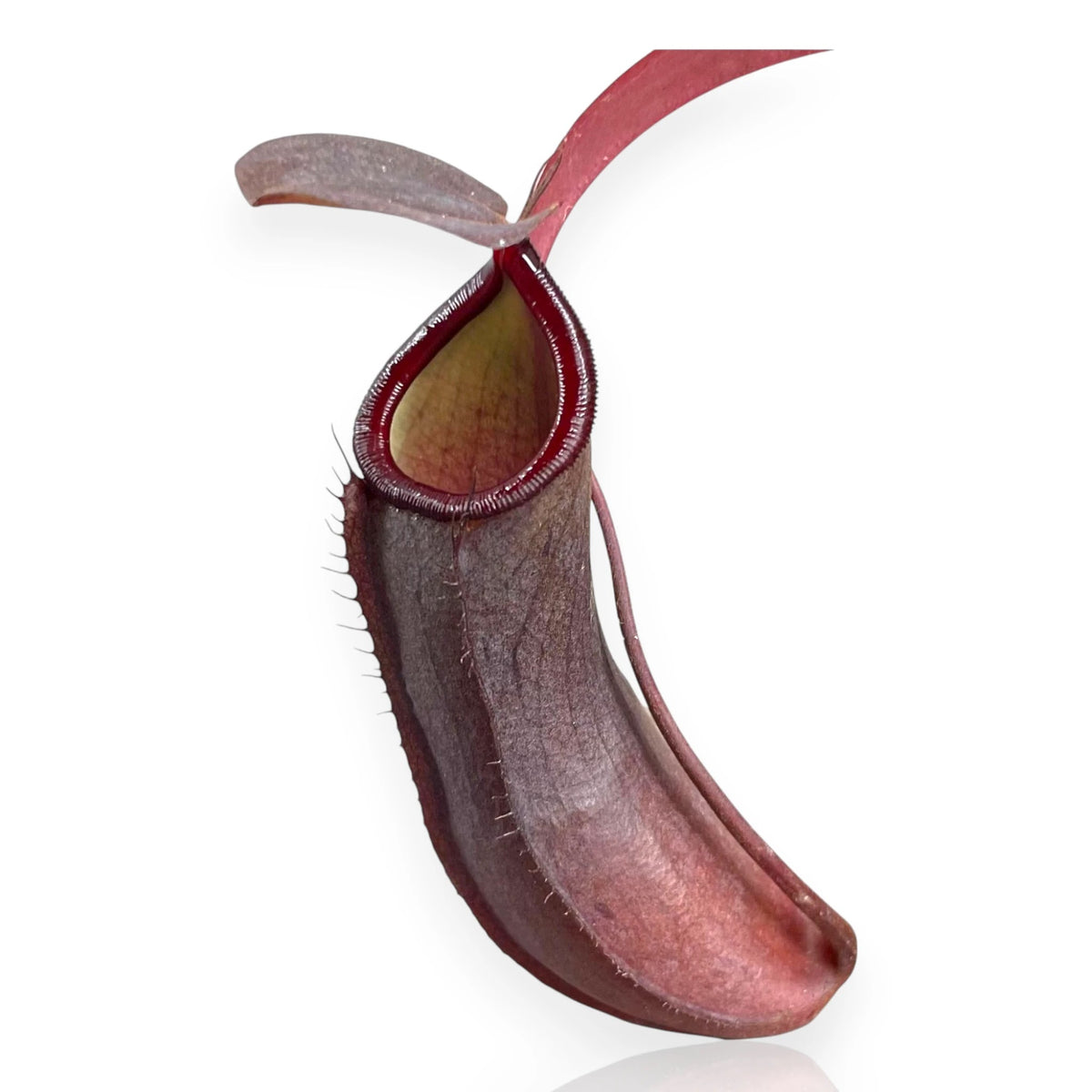 Nepenthes 'Rebecca'