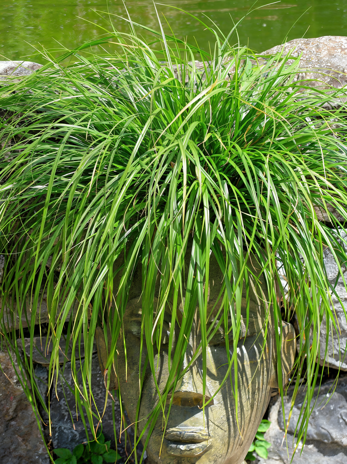 Carex oshimensis Evergreen con portamento ricadente a fontana e foglie verde brillante in giardino