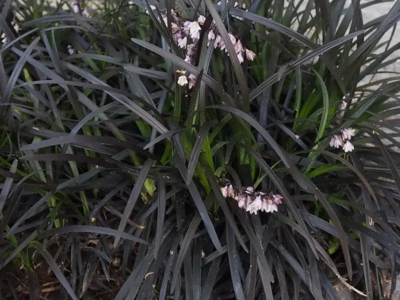 Dettaglio foglie lineari nero-purpuree di Ophiopogon Nigrescens con fiori rosa estivi