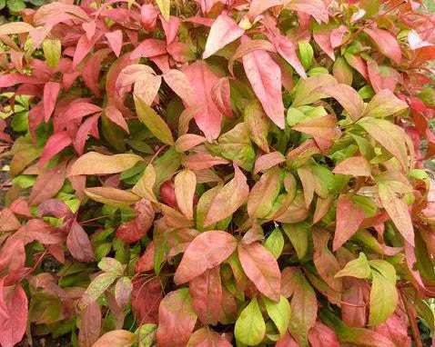 Dettaglio foglie pennate rosse e bacche sferiche rosse di Nandina Fire Power