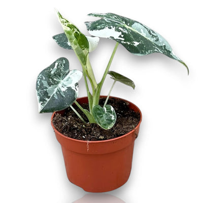 Dettaglio foglia Alocasia Frydek variegata con nervature argentate e texture vellutata