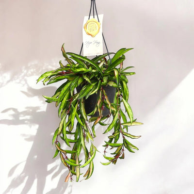 Hoya wayetii 'Tricolor'