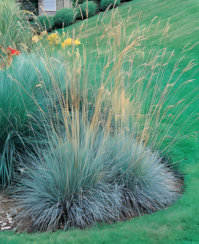 Helictotrichon sempervirens