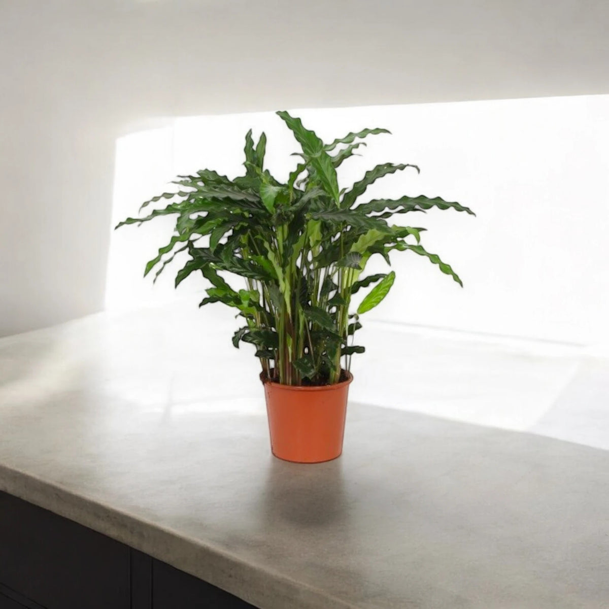 Calathea rufibarba Blue grass in vaso, pianta tropicale da interno con foglie ondulate verde scuro