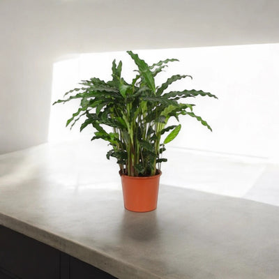 Calathea rufibarba Blue grass in vaso, pianta tropicale da interno con foglie ondulate verde scuro
