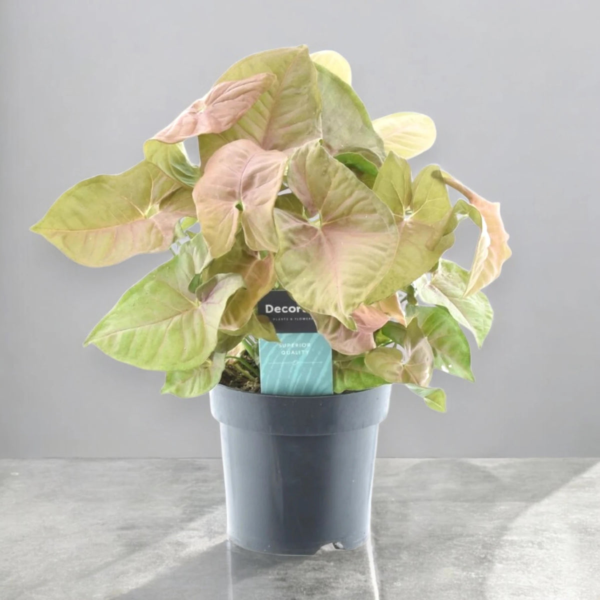 Syngonium 'Red heart'