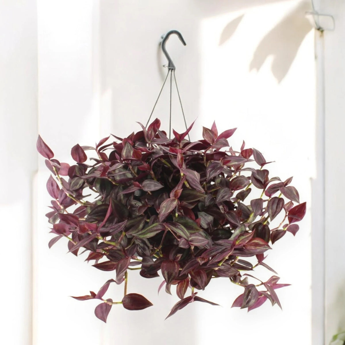 Tradescantia 'Jewel Red'