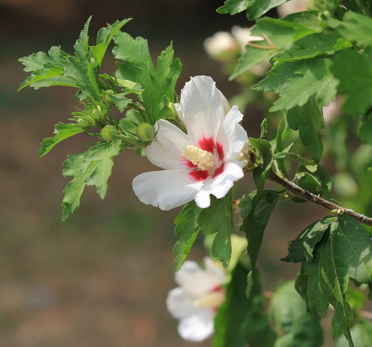 Hibiscus syriacus Heart arbusto fiorito con fiori rosa a forma di cuore in giardino estivo