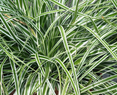 Carex oshimensis 'Everest'