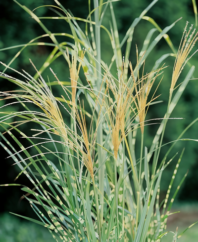 Miscanthus Strictus in fioritura autunnale con riflessi dorati