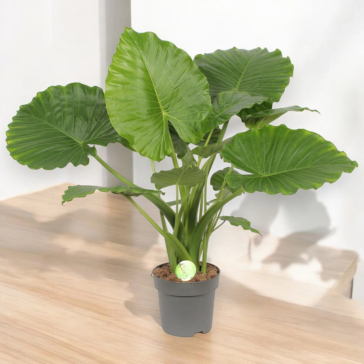 Alocasia gageana