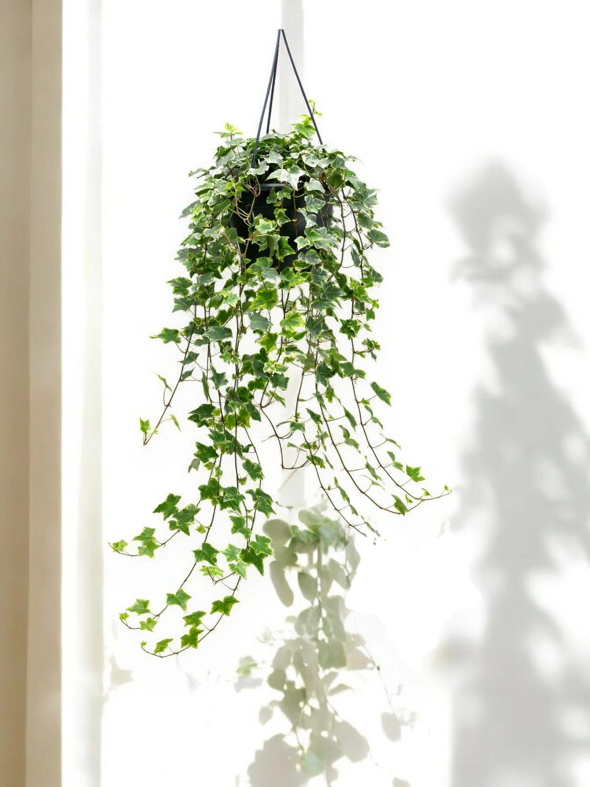 Edera - Hedera helix 'Mint Kolibri'