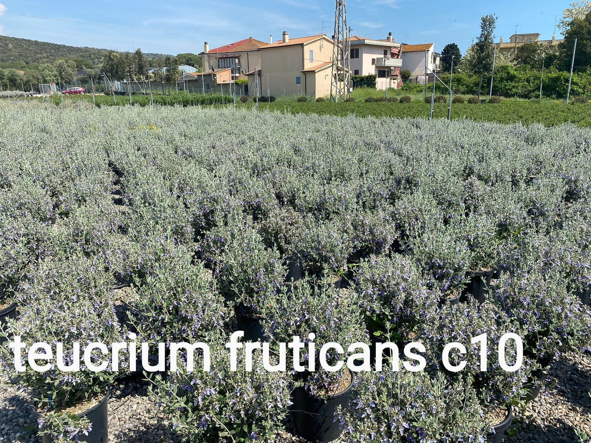 Teucrium fruticans arbusto sempreverde con foglie argentate e fiori azzurri in giardino mediterraneo