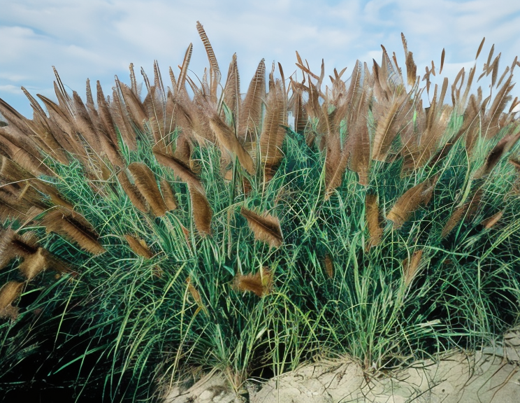 Cespo di Pennisetum Moudry in bordura ornamentale autunnale