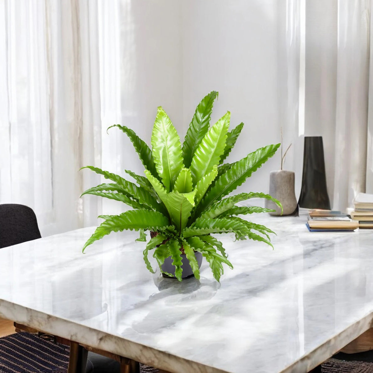 Asplenium antiquum 'Osaka'