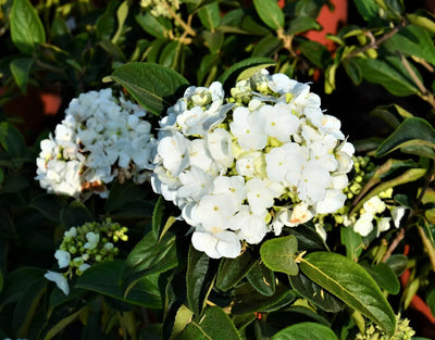 Viburno - Viburnum 'Macrocephalum'