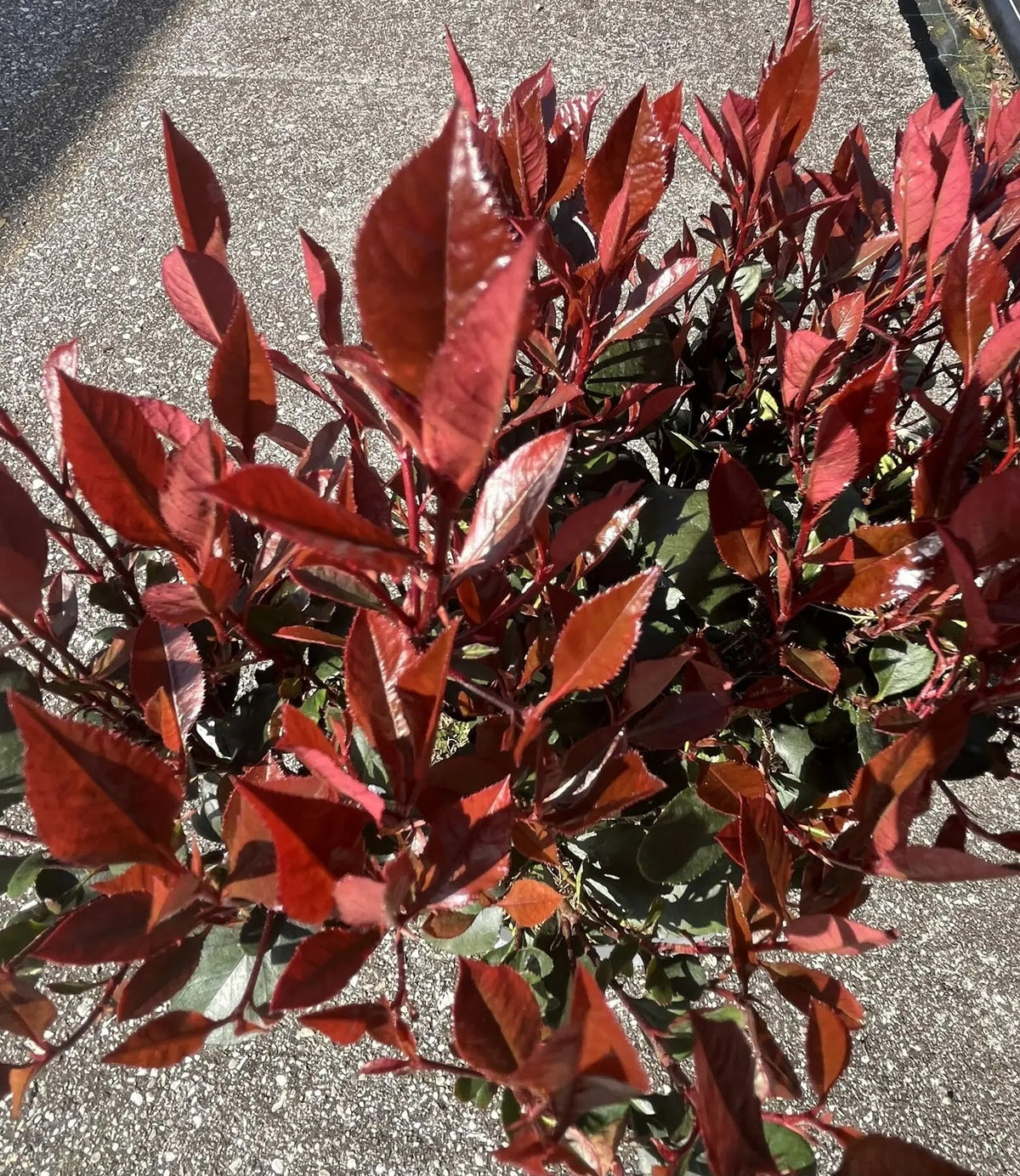 Photinia Little Red Robin arbusto compatto con germogli rossi e fogliame verde in giardino