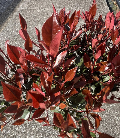 Photinia Little Red Robin arbusto compatto con germogli rossi e fogliame verde in giardino