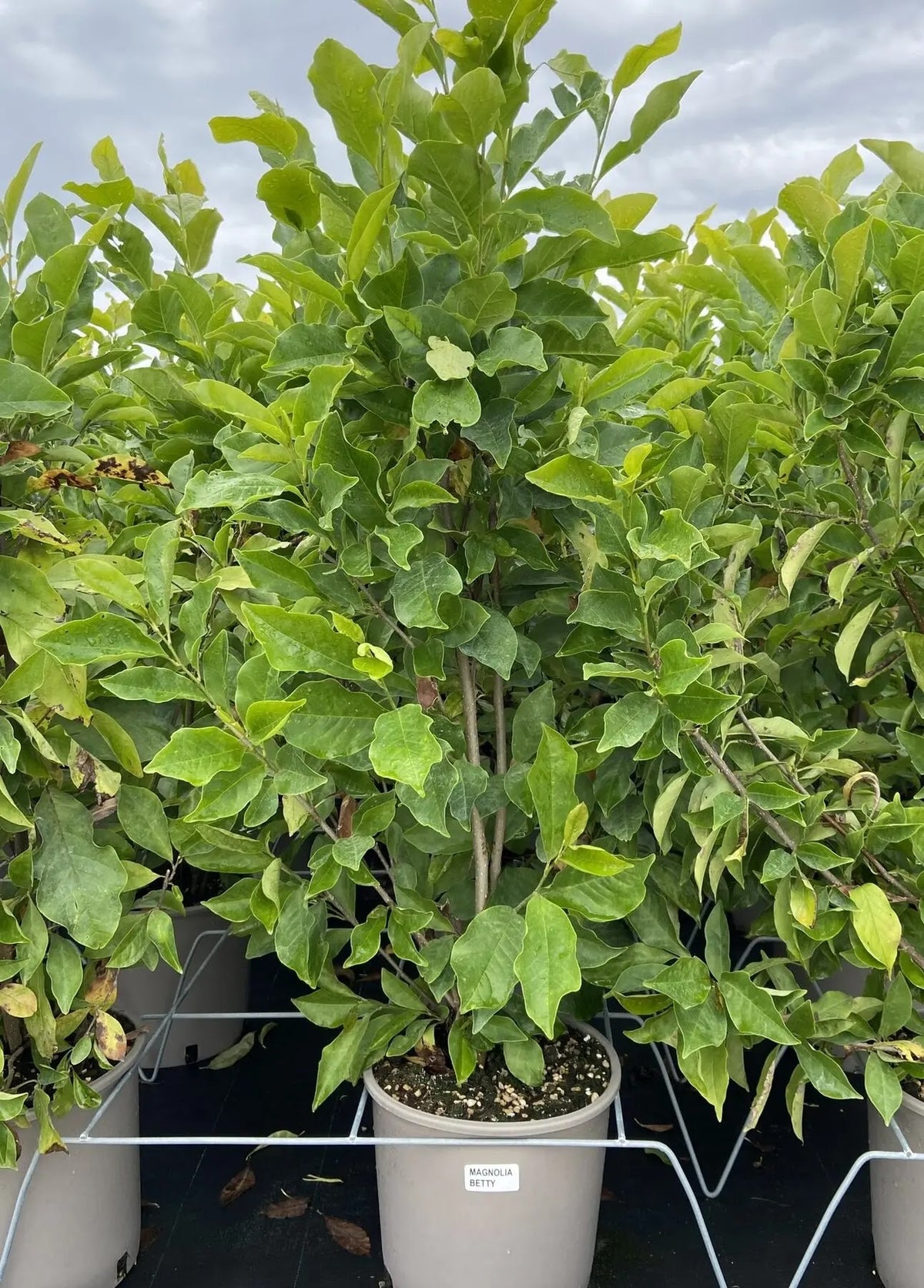 Fiore a calice di Magnolia Betty porpora all'esterno e bianco all'interno su ramo nudo
