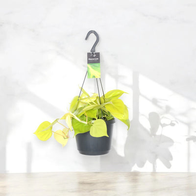Philodendron scandens 'Lemon lime'