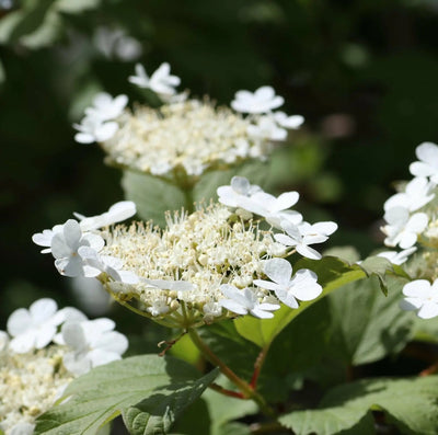 Viburno - Viburnum 'Plicatum Mariesii'