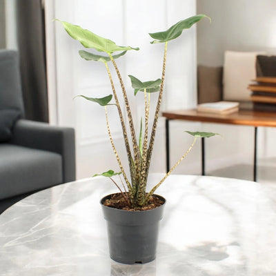 Alocasia zebrina 'Siberian Tiger'