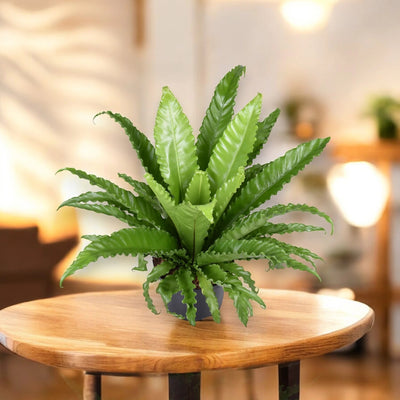 Asplenium antiquum 'Osaka'