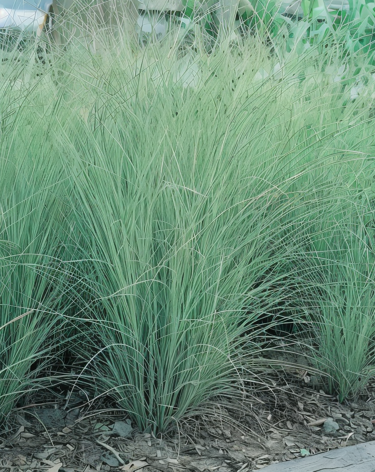 Cespo elegante di Miscanthus Morning Light in giardino contemporaneo