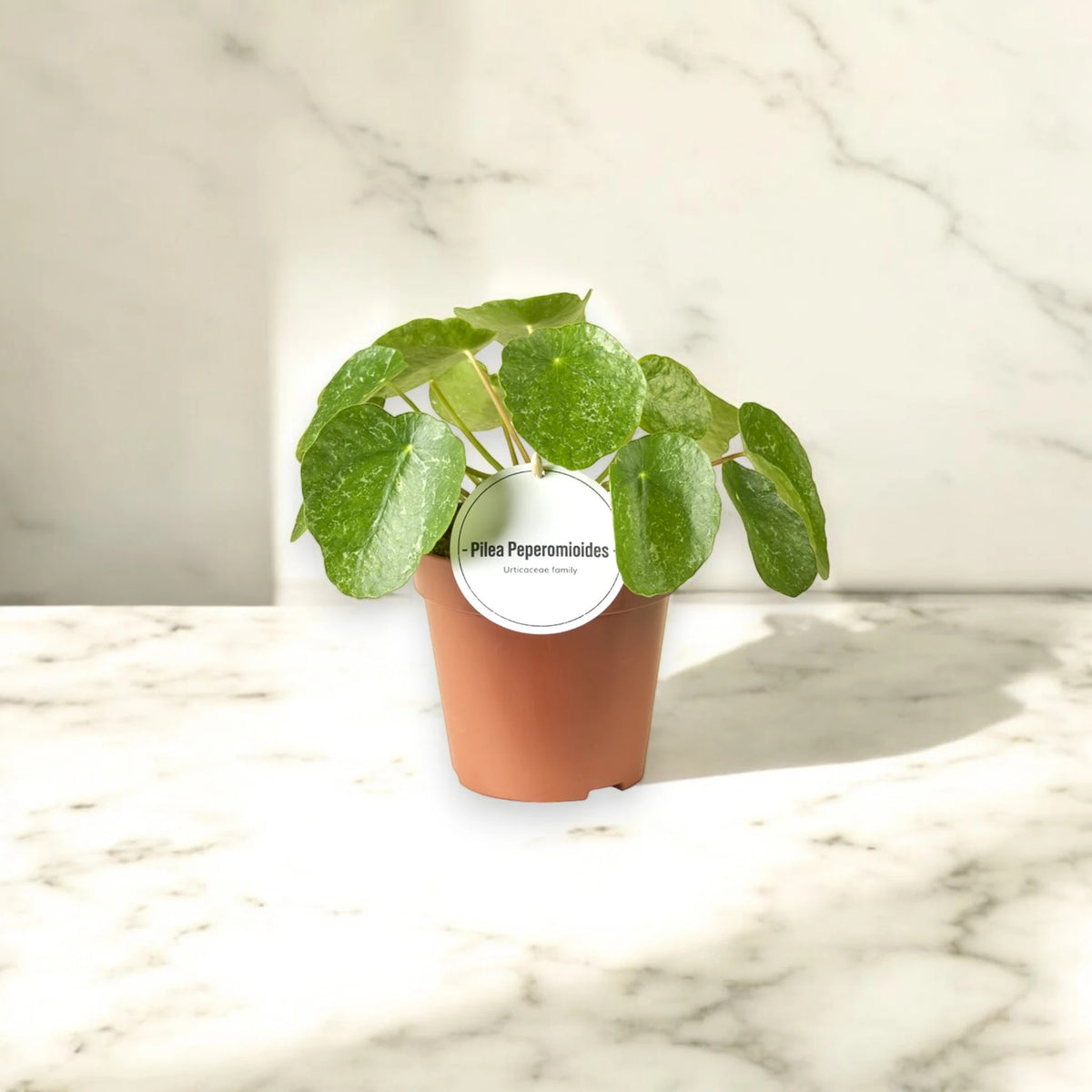 Pilea peperomioides 'Sugar'
