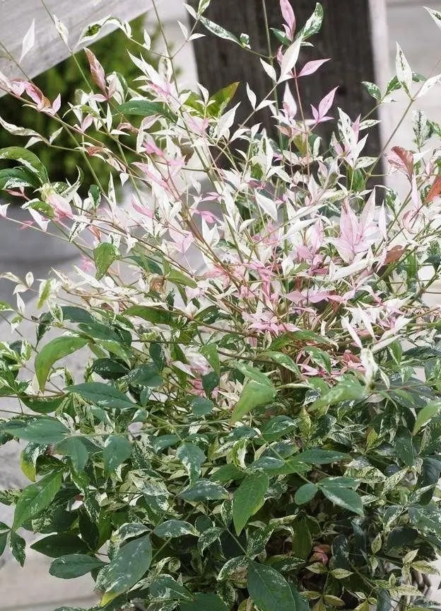 Nandina domestica Twilight arbusto con foglie pennate rosse e verdi in giardino