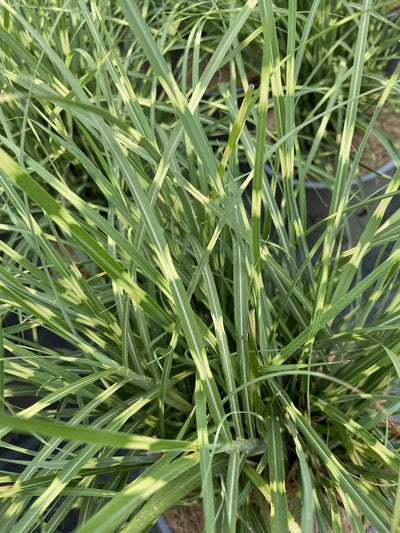 Dettaglio foglie rigate giallo crema di Miscanthus sinensis Strictus