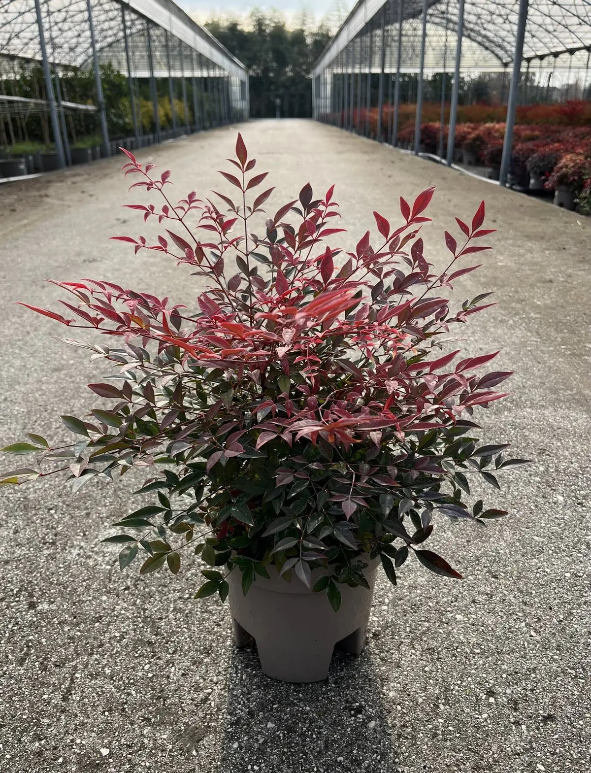 Dettaglio foglie pennate rosse e bacche decorative di Nandina domestica Obsessed