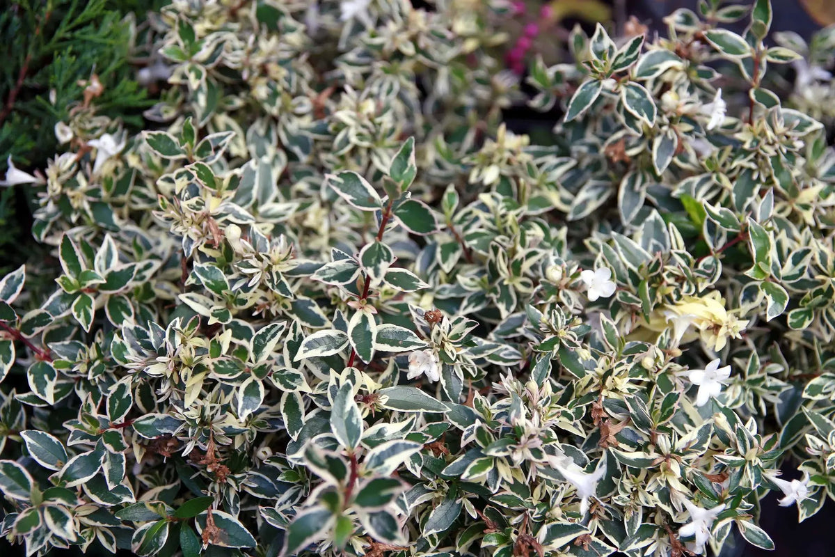 Abelia grandiflora 'Confetti'