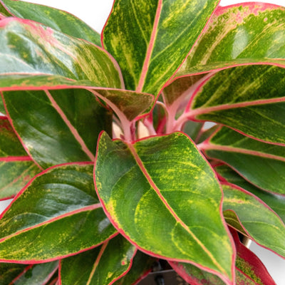 Aglaonema 'Jungle Red' foglie