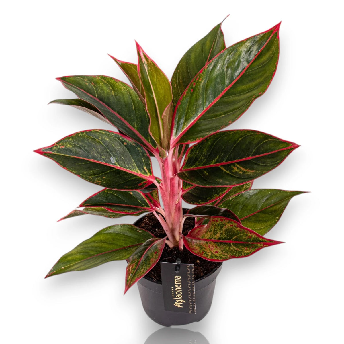 Aglaonema_Jungle_Red