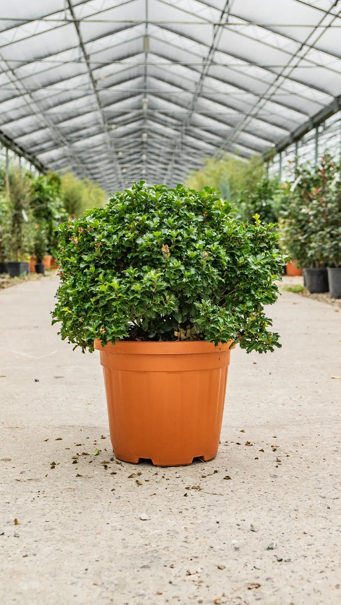 Ilex Little Rascal, agrifoglio compatto con foglie lucide 