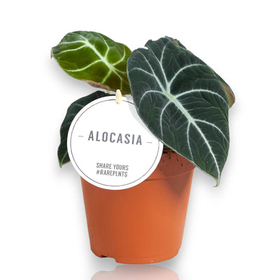 Alocasia 'Black velvet'