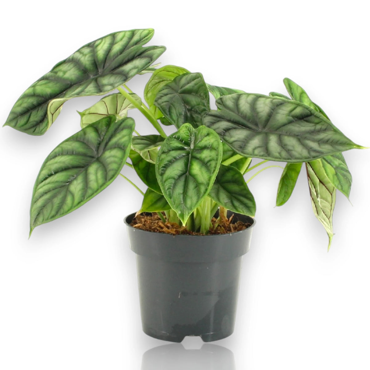 Alocasia Dragon Scale in vaso