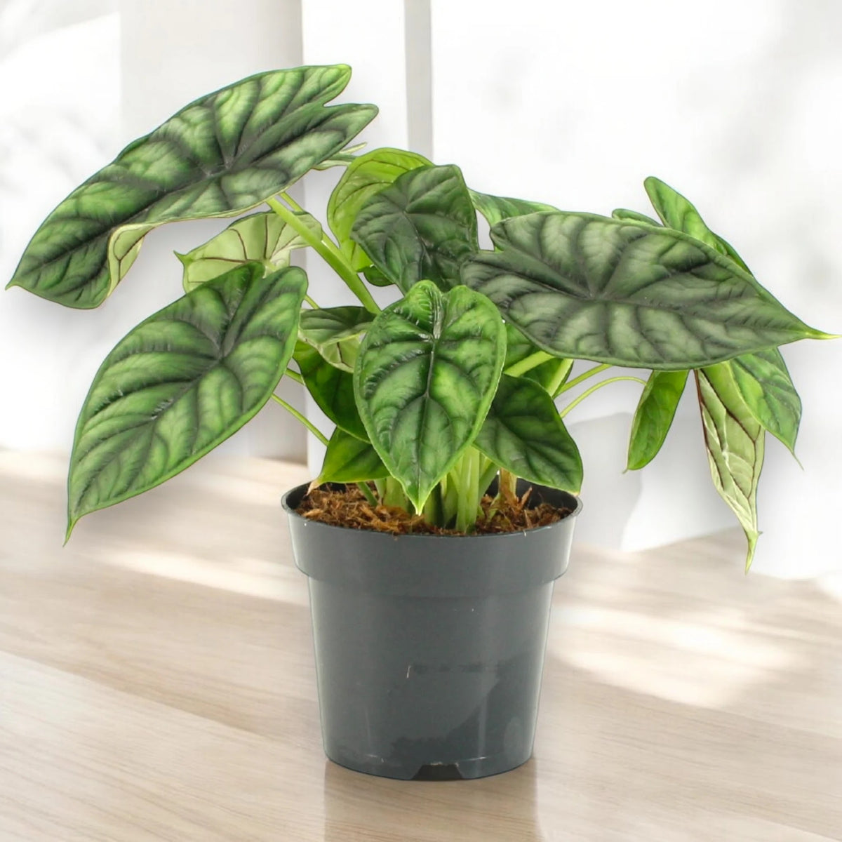 Alocasia 'Dragon scale'