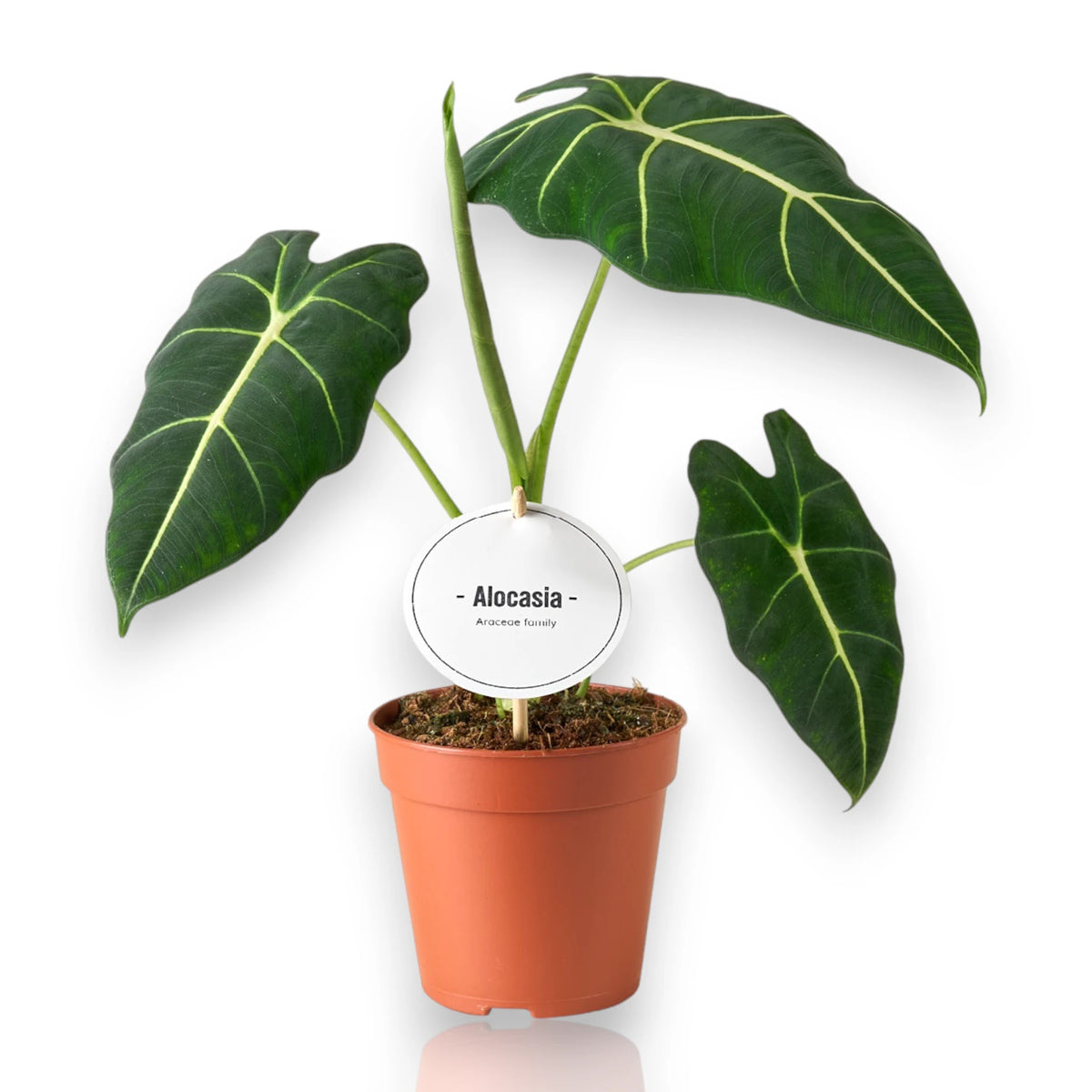 Alocasia 'Frydek' sfondo bianco